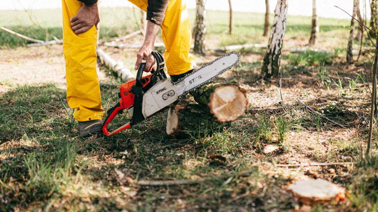 Emergency Storm Tree Removal in Kearney Park, MS